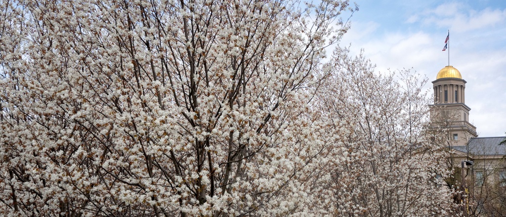 Old capitol building in the spring with a tree with flowers on it